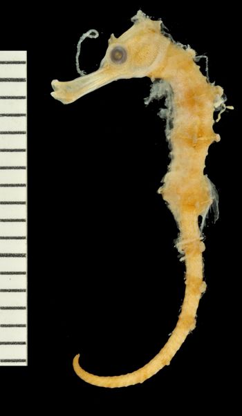 Media type: image;   Ichthyology 168387
